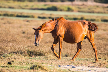 Purebred andalusian spanish pregnant mare on dry pasture in "Doñana National Park" Donana nature reserve in El Rocio village at sunset