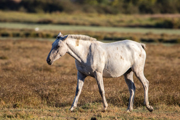 Naklejka na ściany i meble Purebred andalusian spanish horse on dry pasture in 
