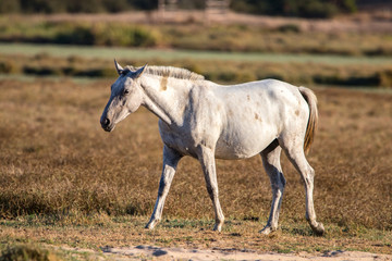 Obraz na płótnie Canvas Purebred andalusian spanish horse on dry pasture in 