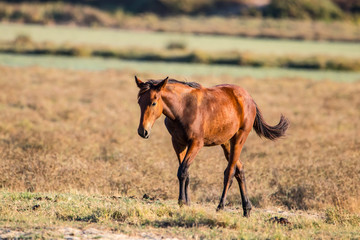 Purebred andalusian spanish foal walking on dry pasture in "Doñana National Park" Donana nature reserve in El Rocio village at sunset