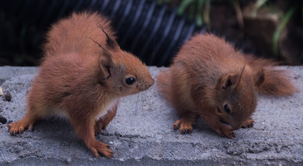 Cute squirrel babies.