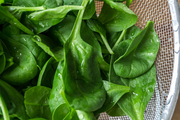 fresh young spinach leaves