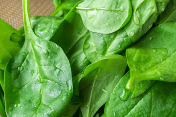 fresh young spinach leaves closeup