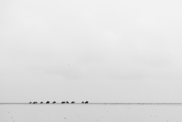 Horse riding at the coats