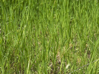 Fototapeta na wymiar young grass background