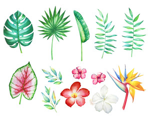 Set of watercolor hand drawn tropical flowers and plants isolated on white background.