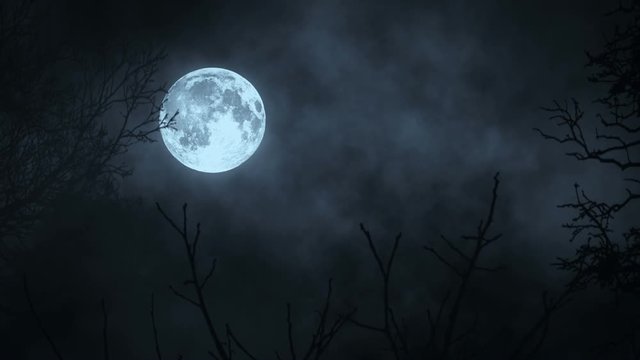 Moon moonshine. moon night sky. mystic spooky scary. tree trees silhouette shadow. nature background