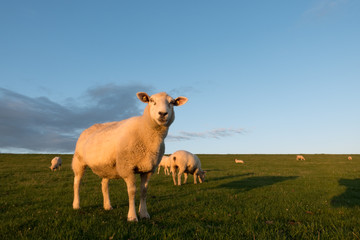 Westerheversand lighthouse, North Sea