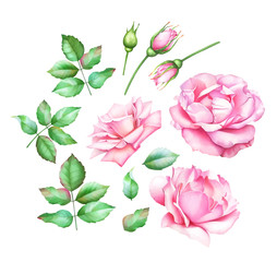 Collection of hand painted watercolor pink roses, buds and green leaves isolated on white background.