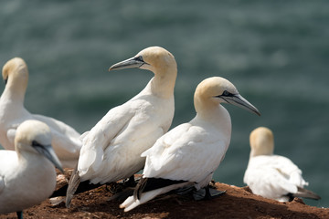 Northern gannets, Helgoland, Germany