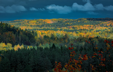 Obraz premium Picturesque view on valley of Gaujas national park. Trees changing colors in foothills. Colorful Autumn day at city Sigulda in Latvia. 