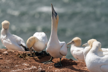 Northern gannets, Helgoland, Germany