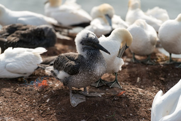 Northern gannets, Helgoland, Germany