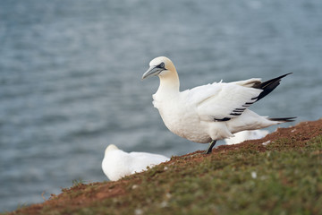 Obraz premium Northern gannets, Helgoland, Germany