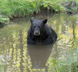 Adult black bear cooling off in a creek 