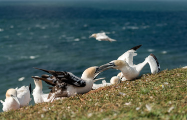 Northern gannets, Helgoland, Germany