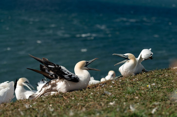 Northern gannets, Helgoland, Germany