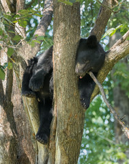 Black Bear cub in tree  sleeping © Andrew