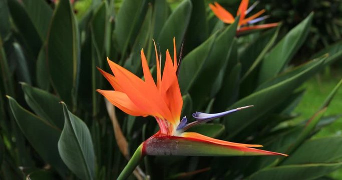 Bird of Paradise flower Hawaii botanical garden. Crane flowers is one of the most beautiful Exotic Flowers. Resembles a brightly colored bird in flight. Plant an exceptionally attractive landscape.
