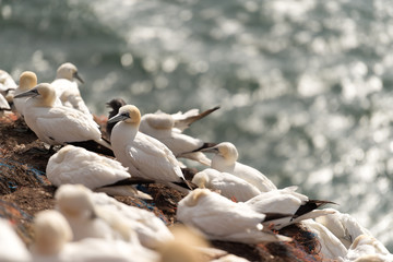 Northern gannets, Helgoland, Germany