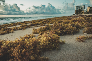 close up entire beach covered in seaweed on a cloudy morning © Alina McCullen
