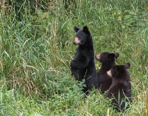 Three little bears looking for their mother
