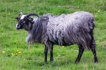 Wild sheep with horns.