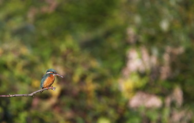 Eurasian, river or common kingfisher, alcedo atthis, Neuchatel, Switzerland