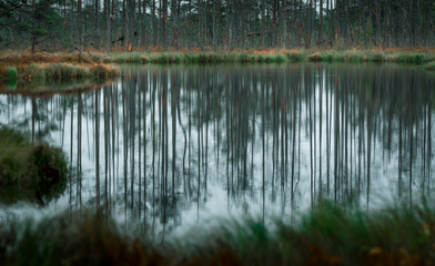 Swamp at gloomy weather in Latvia. Apocalyptic feeling hiking on a wooden trail through the bog with dark clouds. Swamp is surrounded with small lakes, junipers, plants and wildlife.