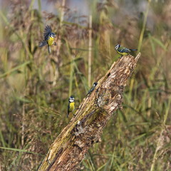 Eurasian blue tits, cyanistes caeruleus, Neucahtel, Switzerland