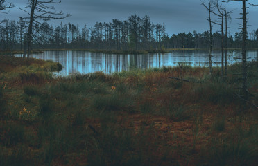 Swamp at gloomy weather in Latvia. Apocalyptic feeling hiking on a wooden trail through the bog...