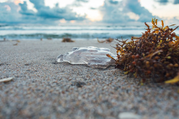 close up of a jellyfish and seaweed washed up on the shore with the ocean and sky in the background © Alina McCullen