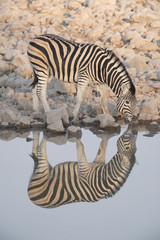 Fototapeta na wymiar Africa, Namibia, Zebra drinking at a waterhole.