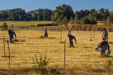 Field Of Halloween Scarecrows