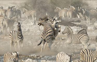 Fototapeta na wymiar Etosha National Park Namibia,Africa zebra fighting.