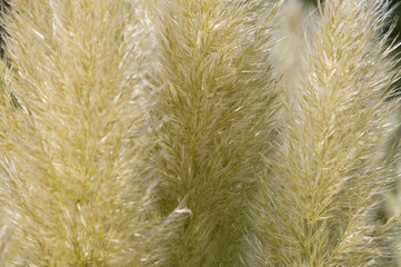 Fototapeta premium Purple moor grass (Molinia caerulea)