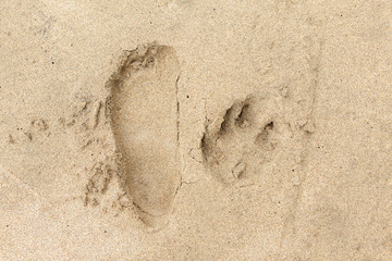 Footprint and paw print in sand beach