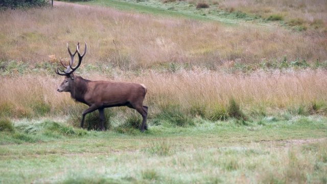 Red Deer Stag during the Rut.