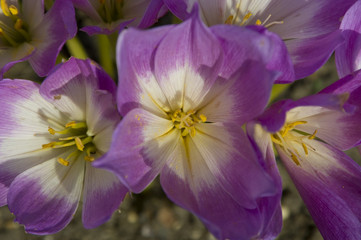 Naklejka premium Giant meadow saffron (Colchicum speciosum)