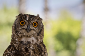 Obraz premium Rock Eagle Owl