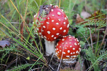 mushroom forest mushroom