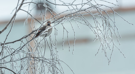 Angry birds sitting on birch branch at freezing temperature in winter. Making funny facial expressions. Winter has arrived.