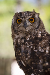 Rock Eagle Owl