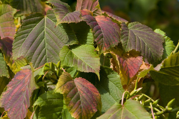 Autumn leaves (Acer davidii grosseri)