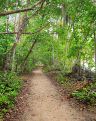 Obraz premium Small road in tropical forest near beach