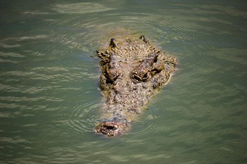 Crocodile in a jungle river in Borneo