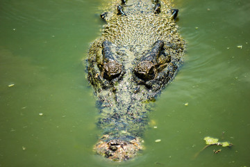 A crocodile hiding in green swampy water