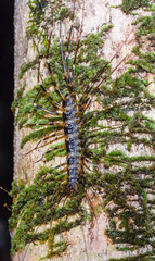 A dangerous long-legged centipede climbing a tree in the jungle at night