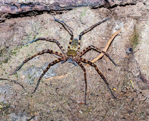 A large spider on a jungle rock at night