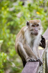 Macaque monkey sitting on a wooden rail